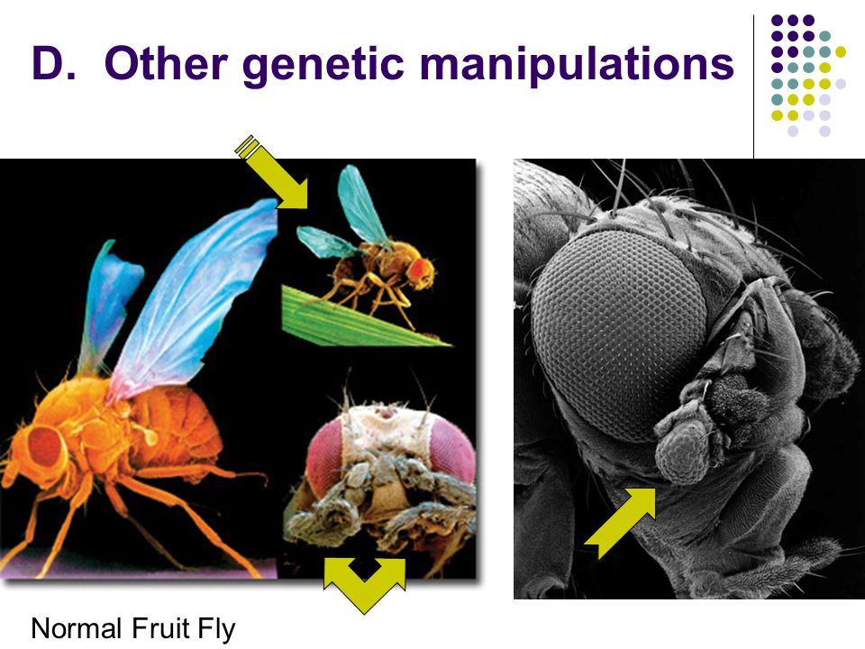 D. Other genetic manipulations