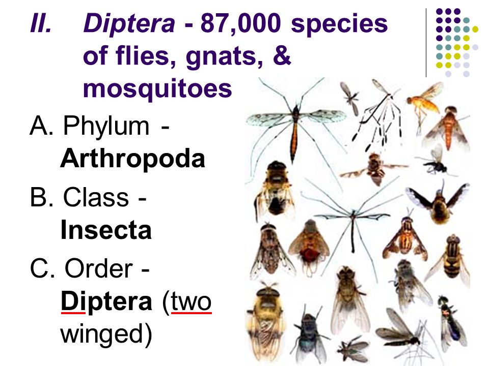 Diptera - 87,000 species of flies, gnats, & mosquitoes
