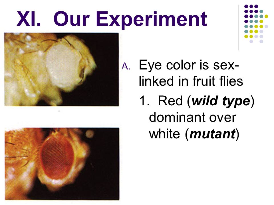 XI. Our Experiment Eye color is sex-linked in fruit flies