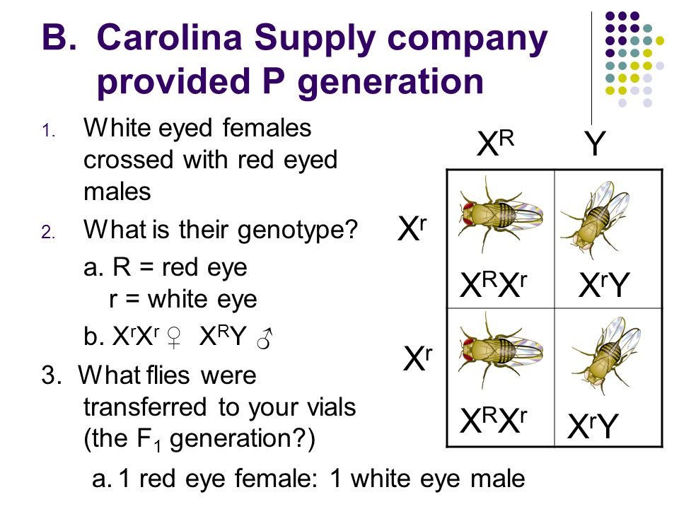 Carolina Supply company provided P generation