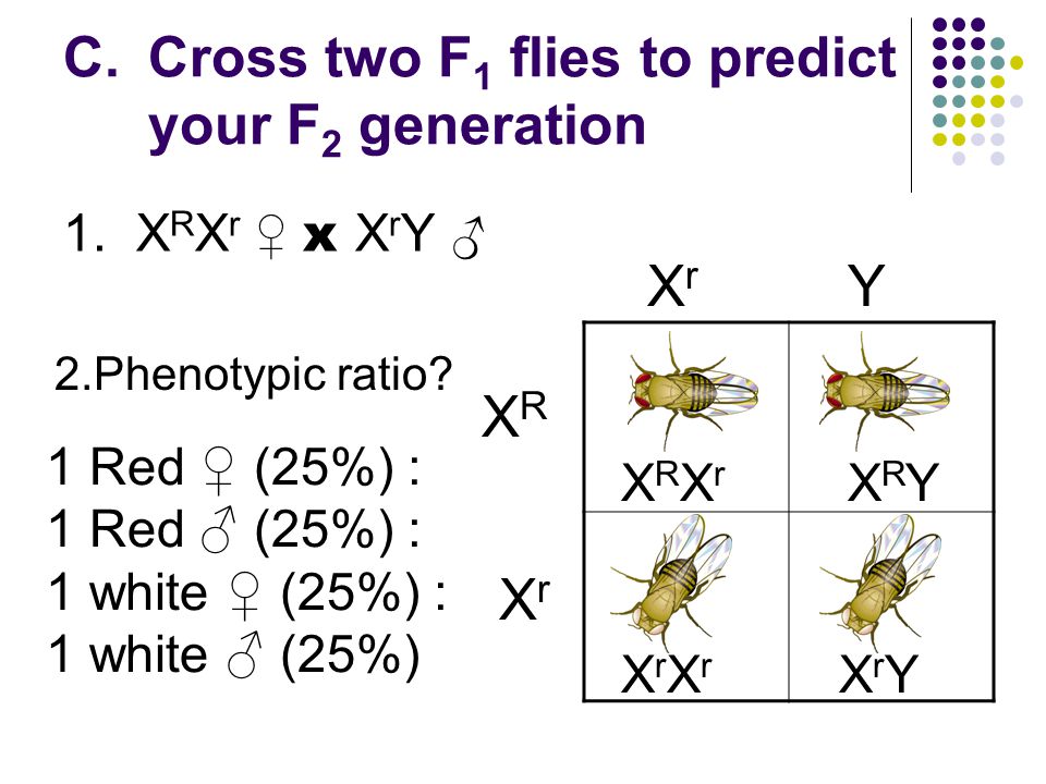 Cross two F1 flies to predict your F2 generation