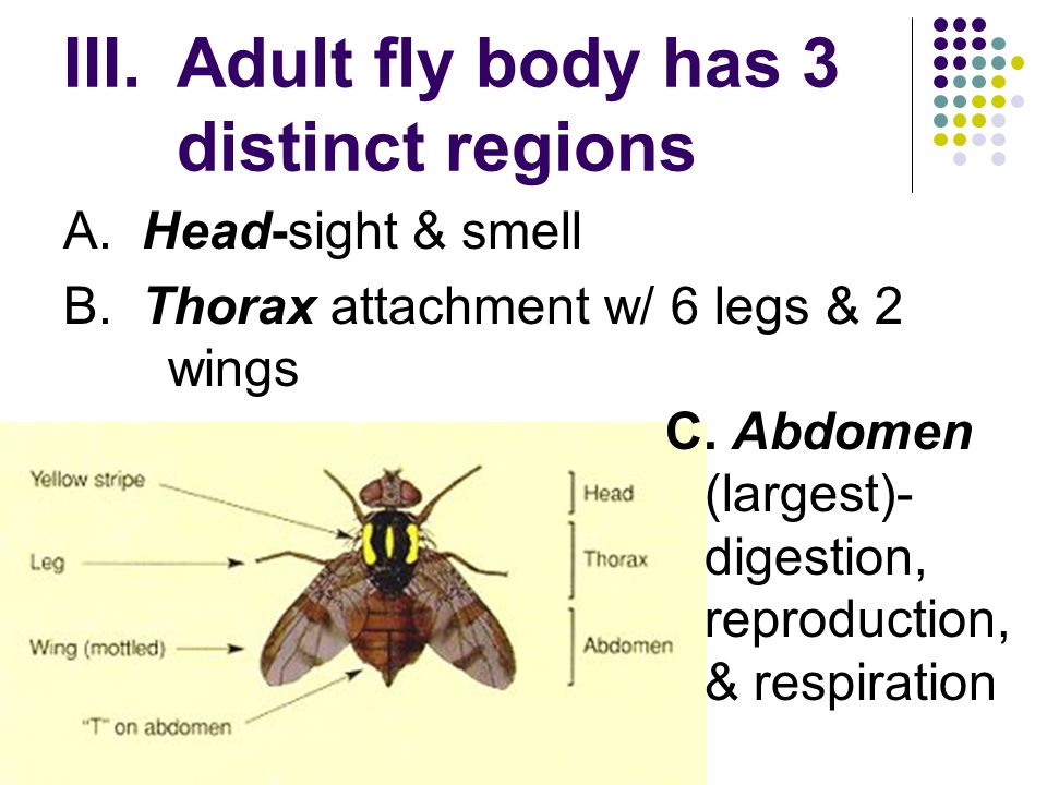 Adult fly body has 3 distinct regions
