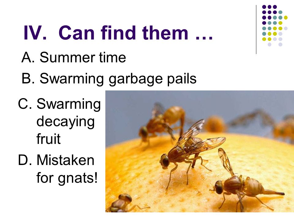 IV. Can find them … A. Summer time B. Swarming garbage pails