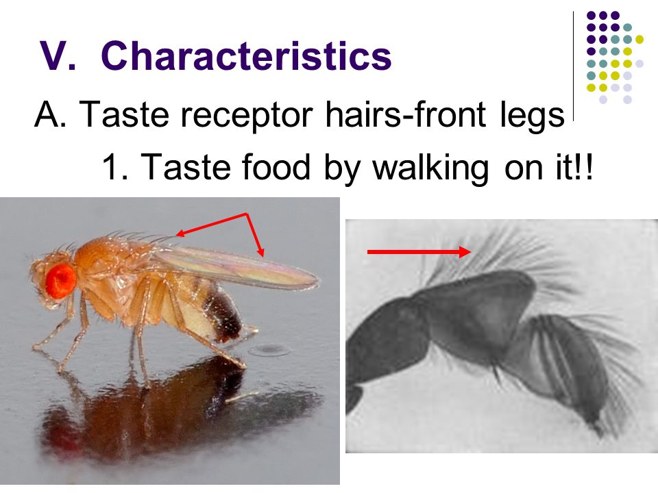 V. Characteristics A. Taste receptor hairs-front legs