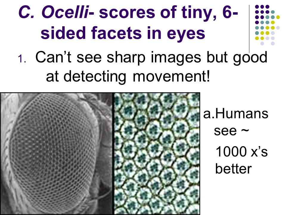 Ocelli- scores of tiny, 6-sided facets in eyes