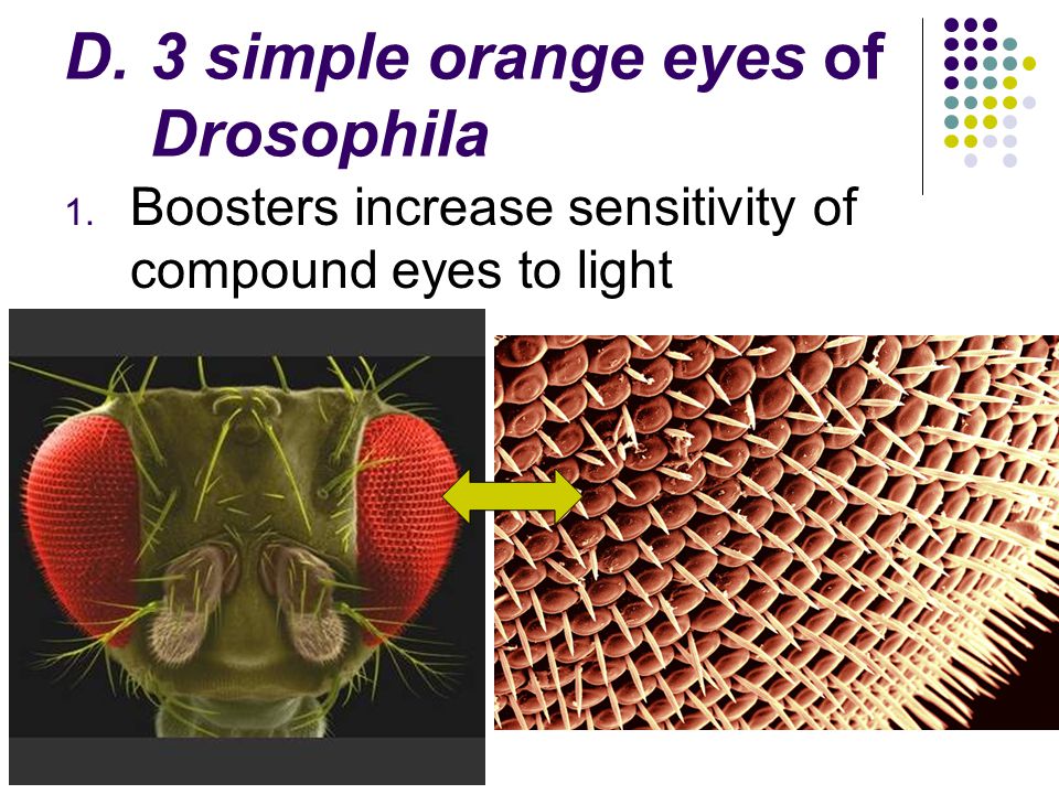 3 simple orange eyes of Drosophila