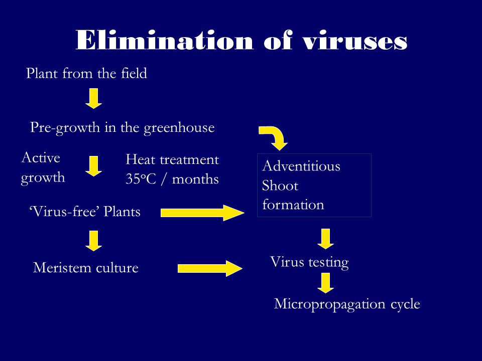 Elimination of viruses