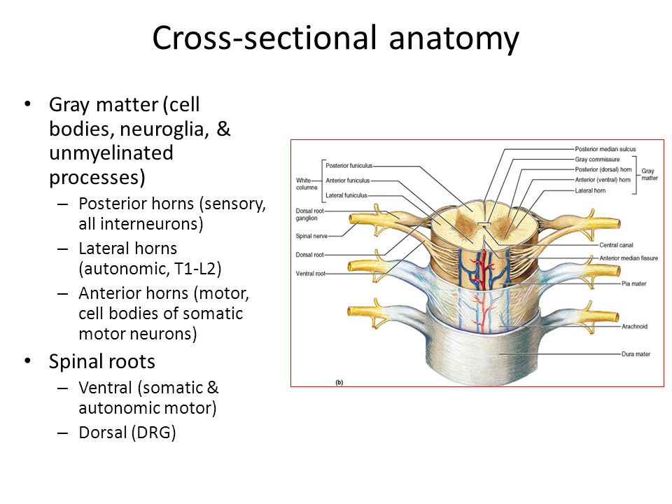 Presentation on theme: "The Spinal Cord, Spinal Nerves, and Spinal Ref...