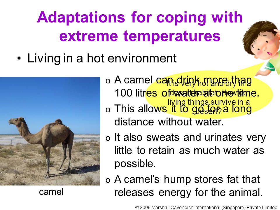 Camel adaptations. Camel Drink Water. A Camel can go without a Drink for 14 Days. The Camel was very thirsty his last Drink had been weeks ago. Is was very thirsty