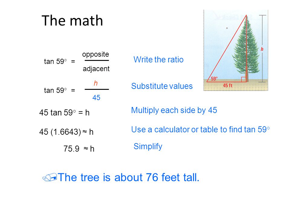The math The tree is about 76 feet tall. Write the ratio