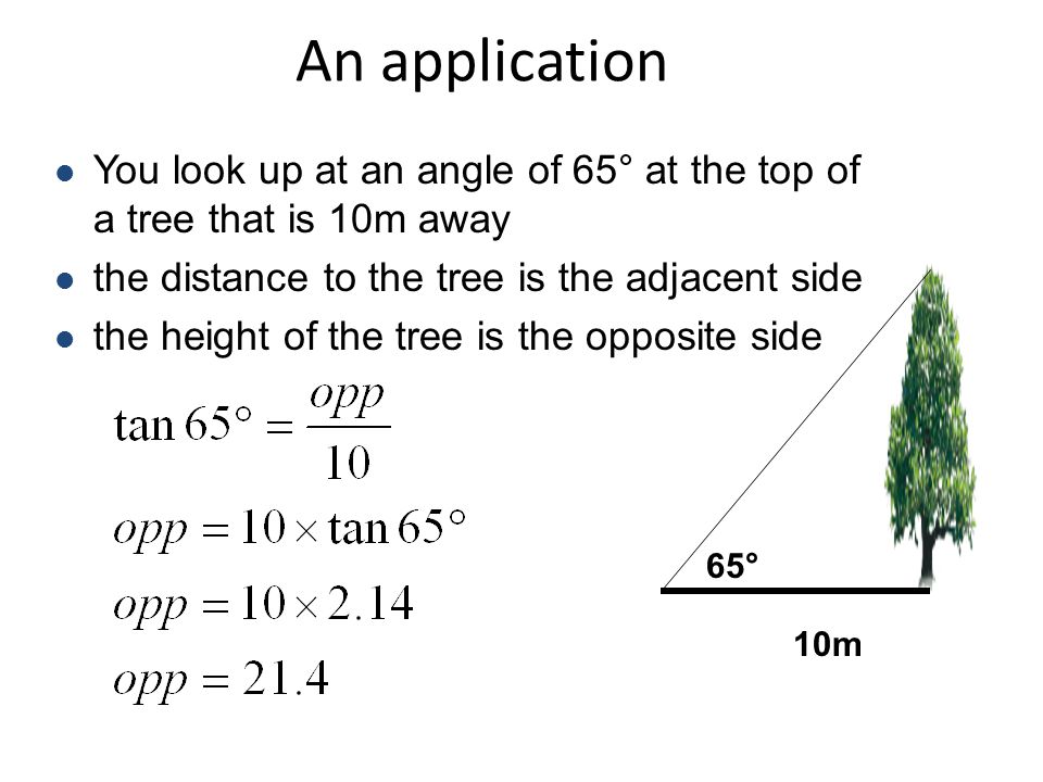 An application You look up at an angle of 65° at the top of a tree that is 10m away. the distance to the tree is the adjacent side.