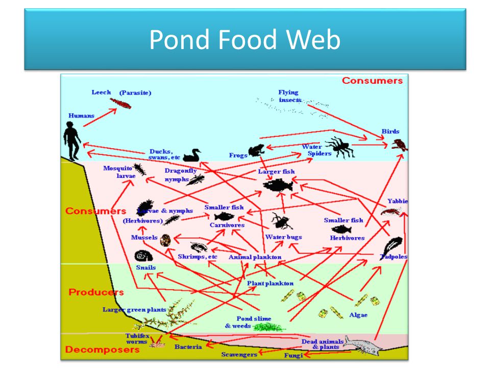 Pond Food Web