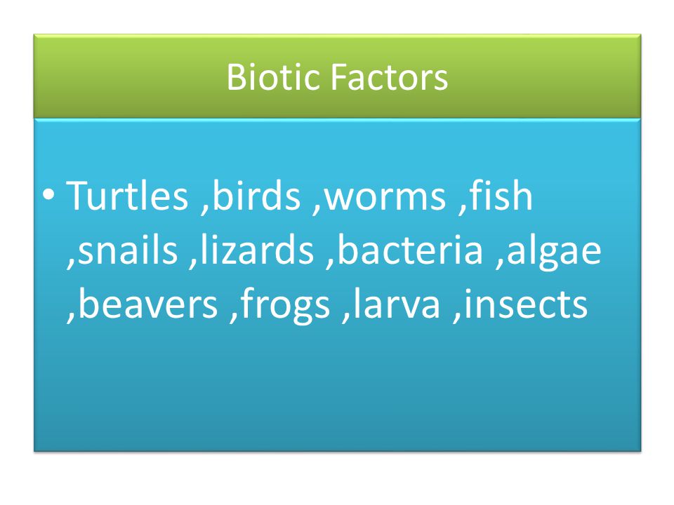 Biotic Factors Turtles ,birds ,worms ,fish ,snails ,lizards ,bacteria ,algae ,beavers ,frogs ,larva ,insects.