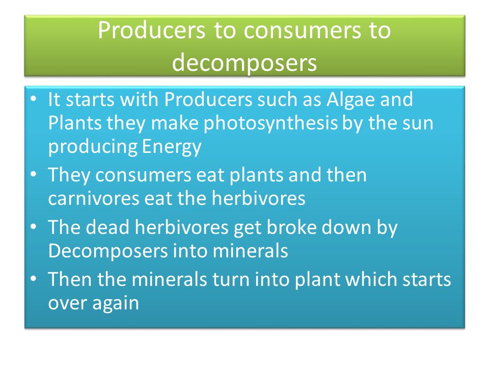 Producers to consumers to decomposers
