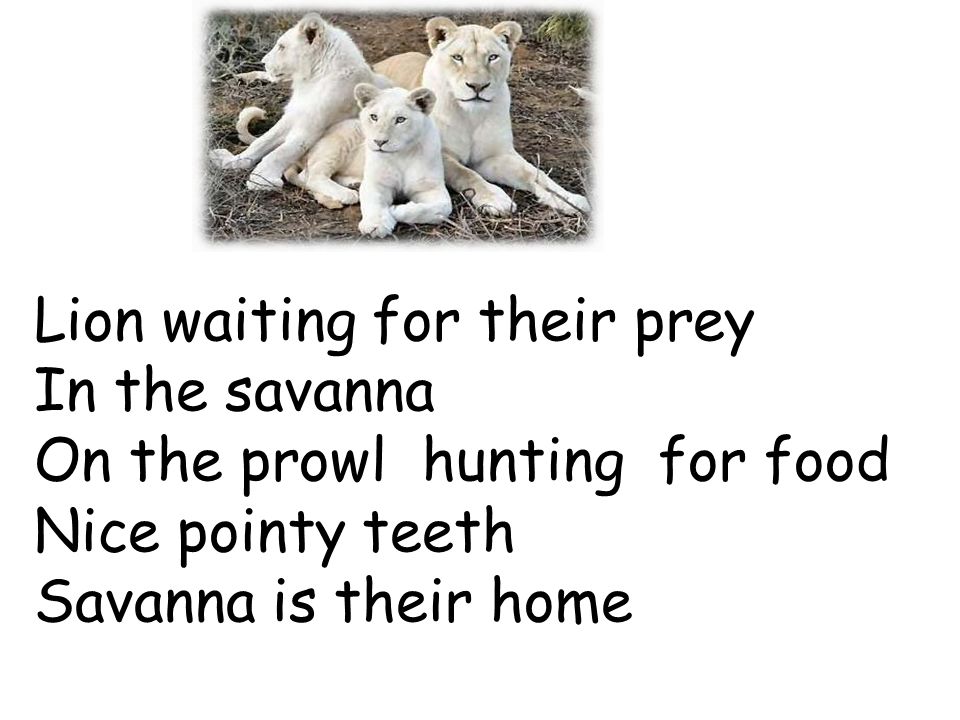Lion waiting for their prey In the savanna On the prowl hunting for food Nice pointy teeth Savanna is their home