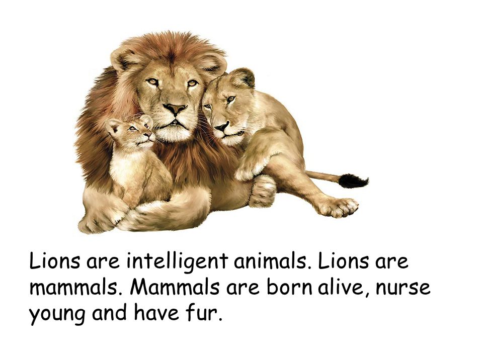 Lions are intelligent animals. Lions are mammals