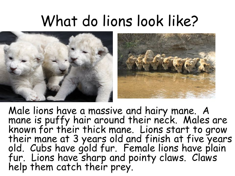 What do lions look like
