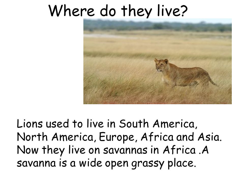 Where do they live