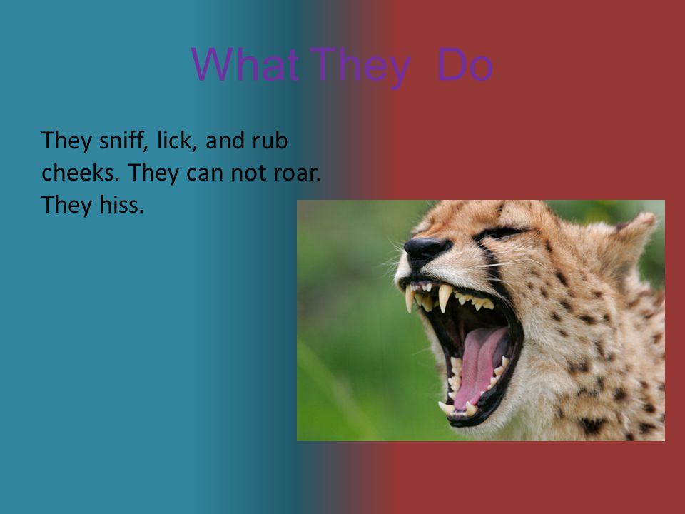 What They Do They sniff, lick, and rub cheeks. They can not roar. They hiss.