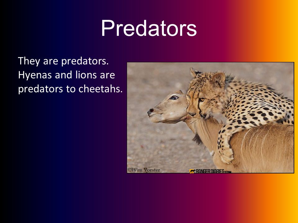 Predators They are predators. Hyenas and lions are predators to cheetahs.