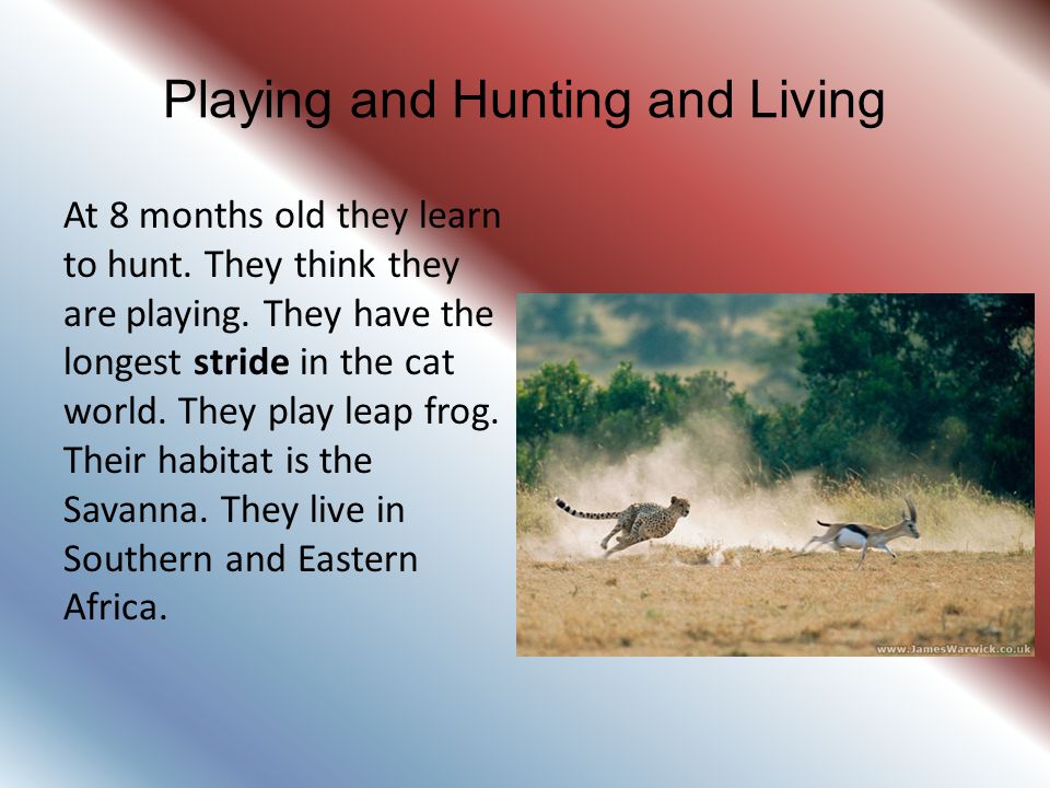 Playing and Hunting and Living
