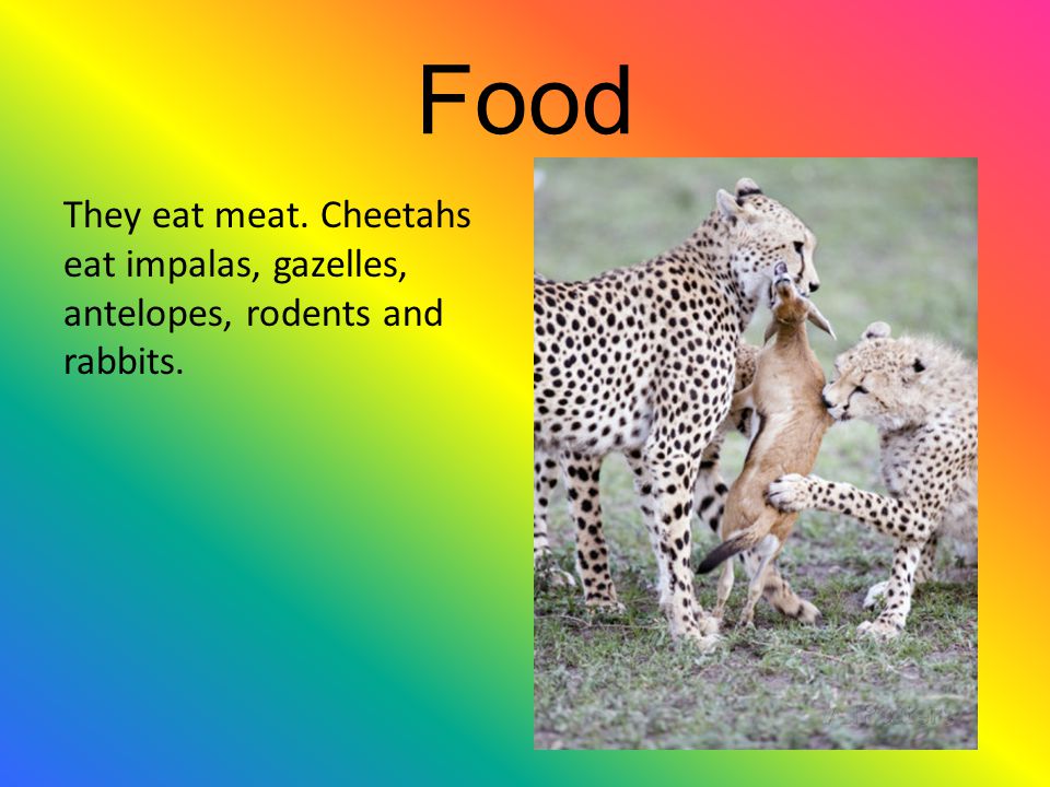 Food They eat meat. Cheetahs eat impalas, gazelles, antelopes, rodents and rabbits.
