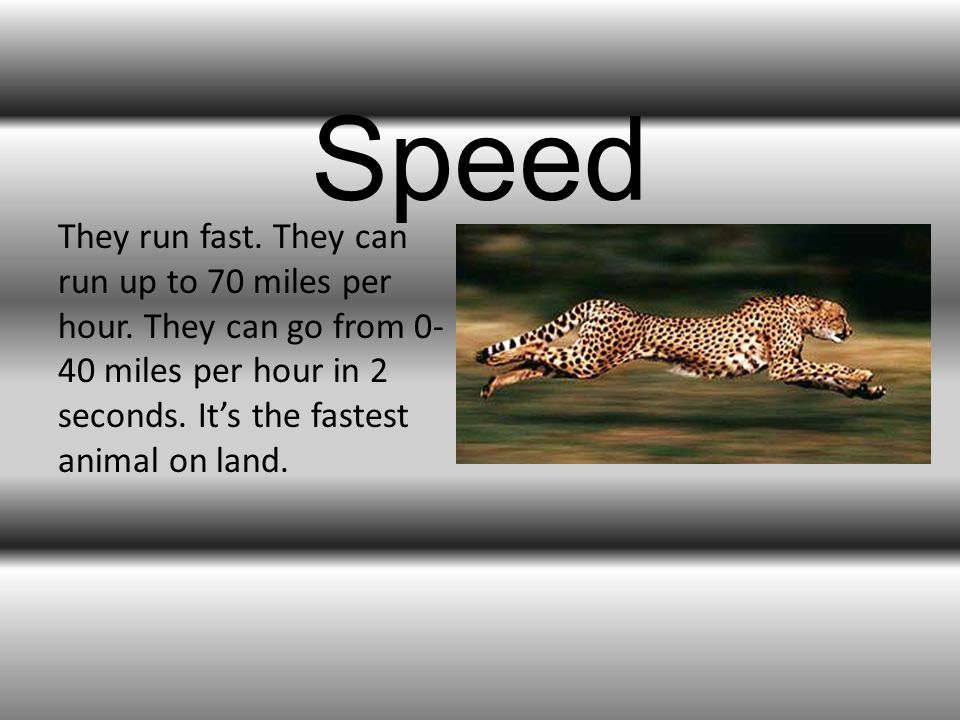 Speed They run fast. They can run up to 70 miles per hour.