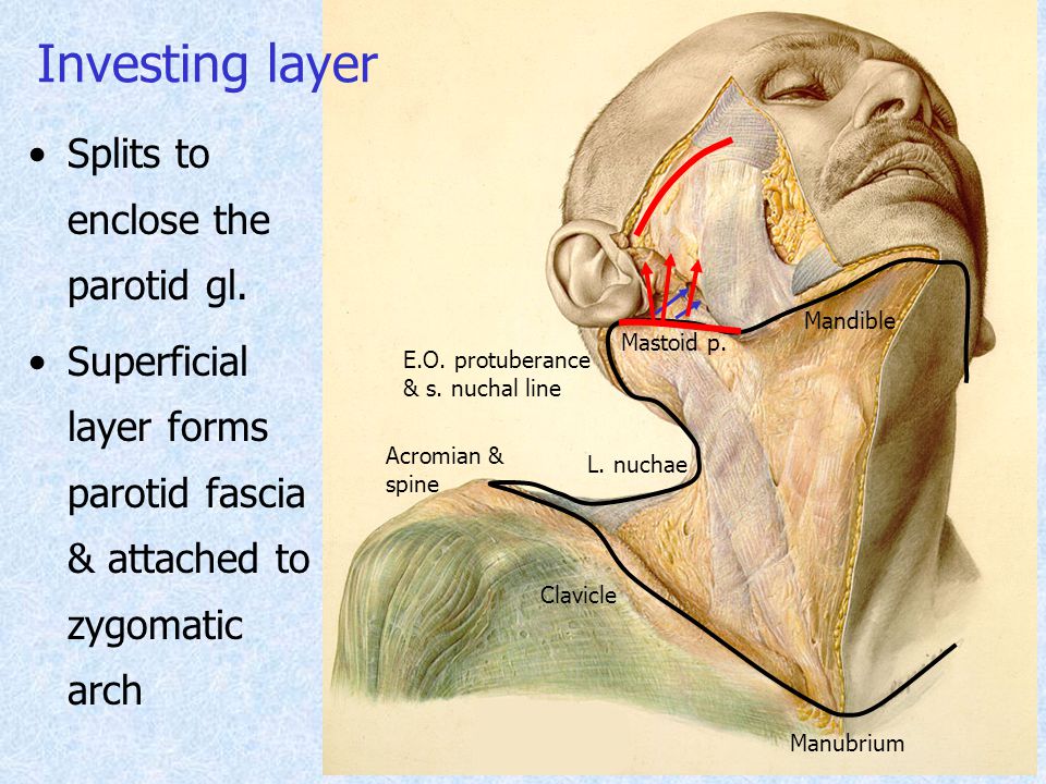 Investing layer of deep cervical fascia ppt file the dollar exchange rate of forex currencies
