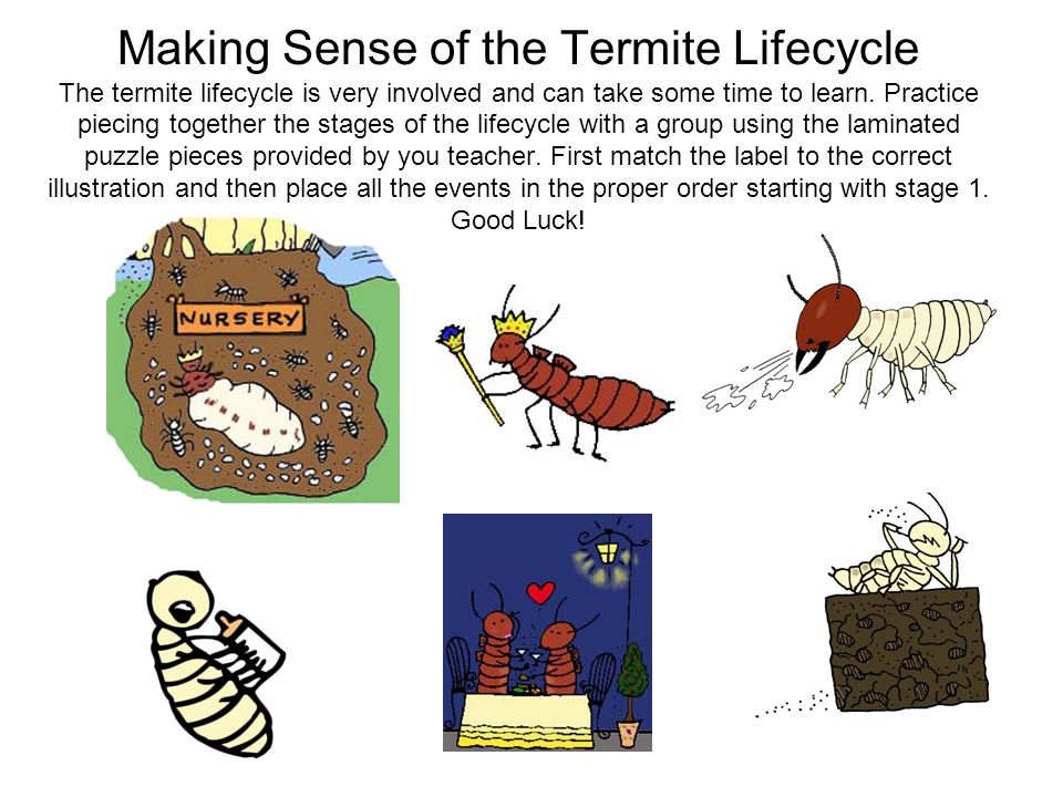 termite life cycle ppt