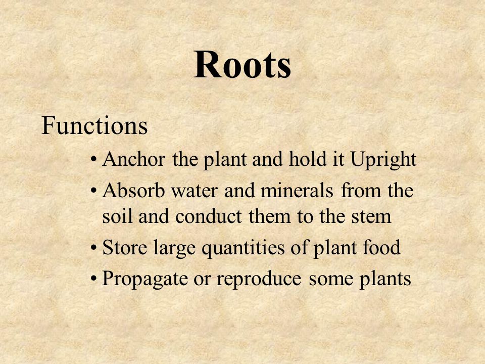 Roots Functions Anchor the plant and hold it Upright