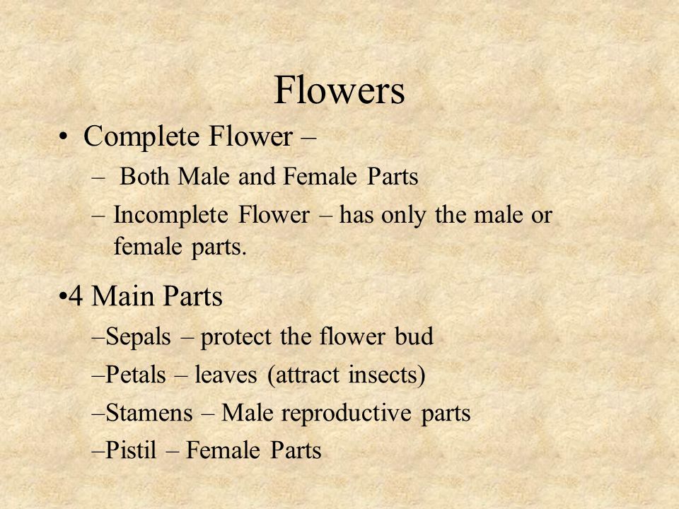 Flowers Complete Flower – 4 Main Parts Both Male and Female Parts