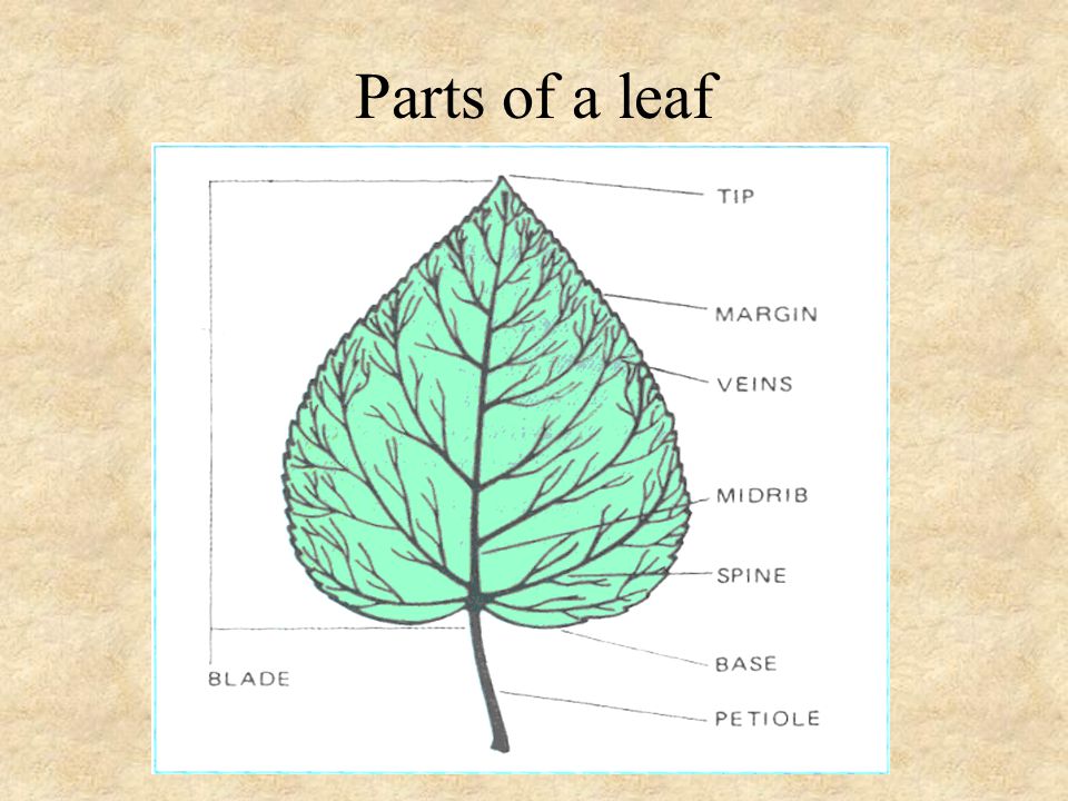 Parts of a leaf