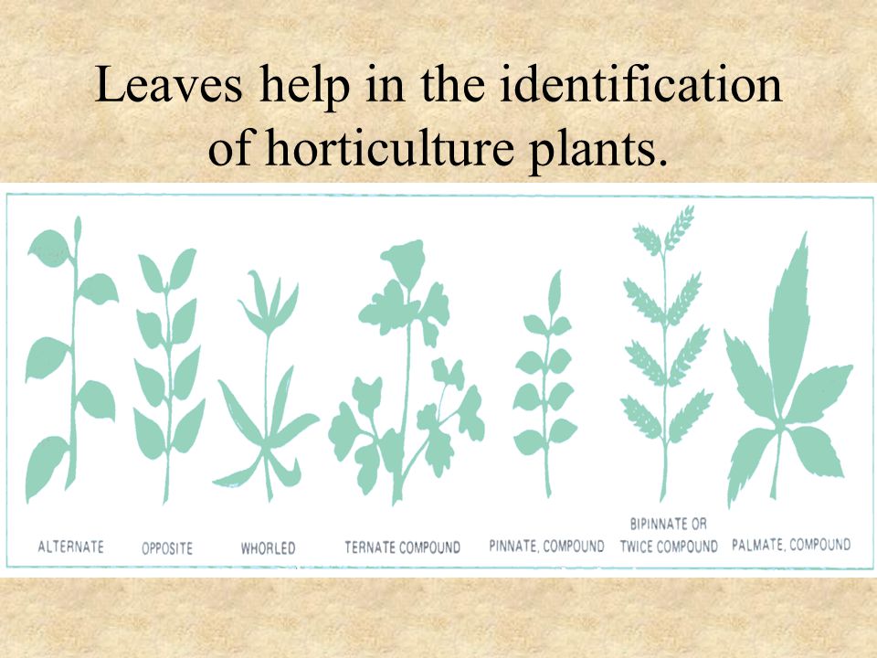 Leaves help in the identification of horticulture plants.