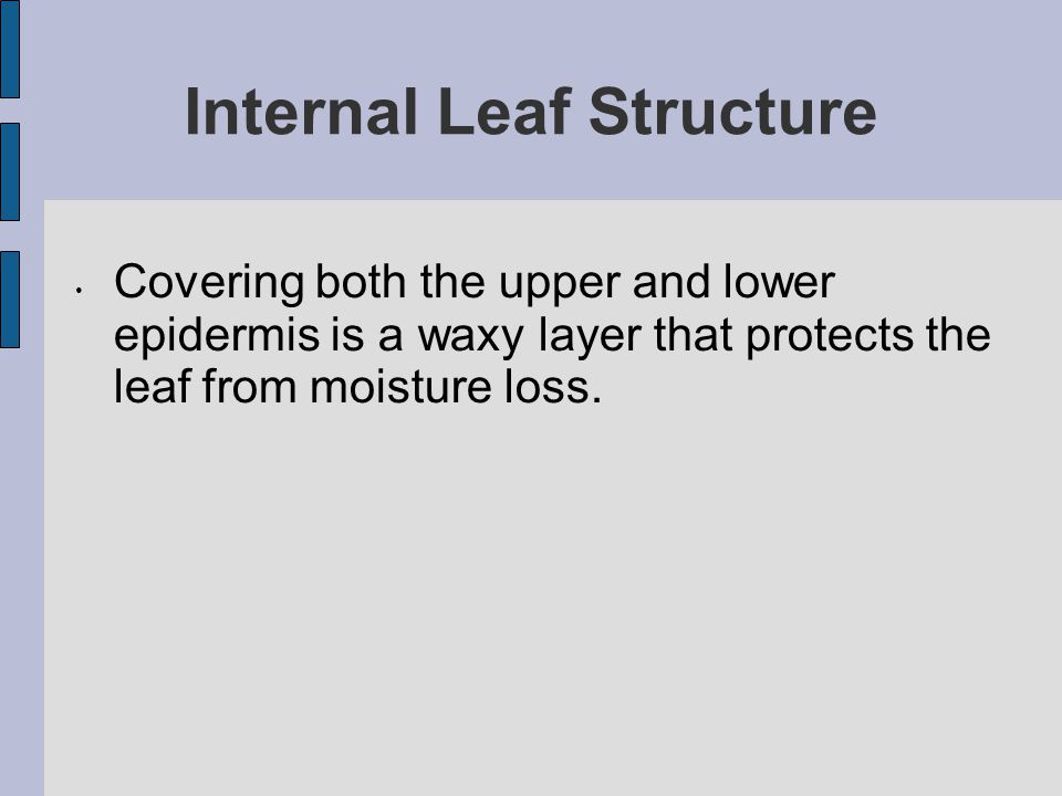Internal Leaf Structure