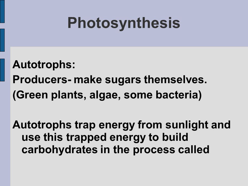 Photosynthesis Autotrophs: Producers- make sugars themselves.