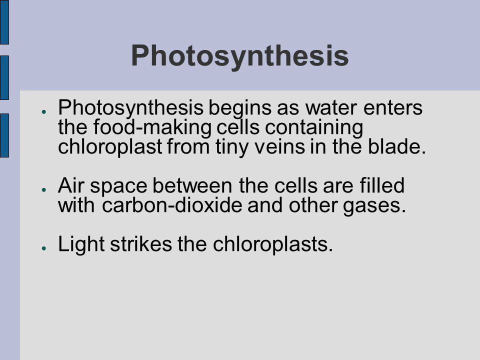 Photosynthesis Photosynthesis begins as water enters the food-making cells containing chloroplast from tiny veins in the blade.