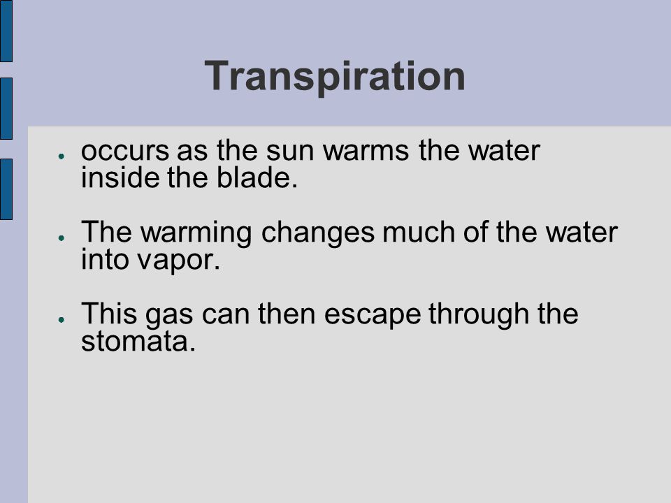 Transpiration occurs as the sun warms the water inside the blade.