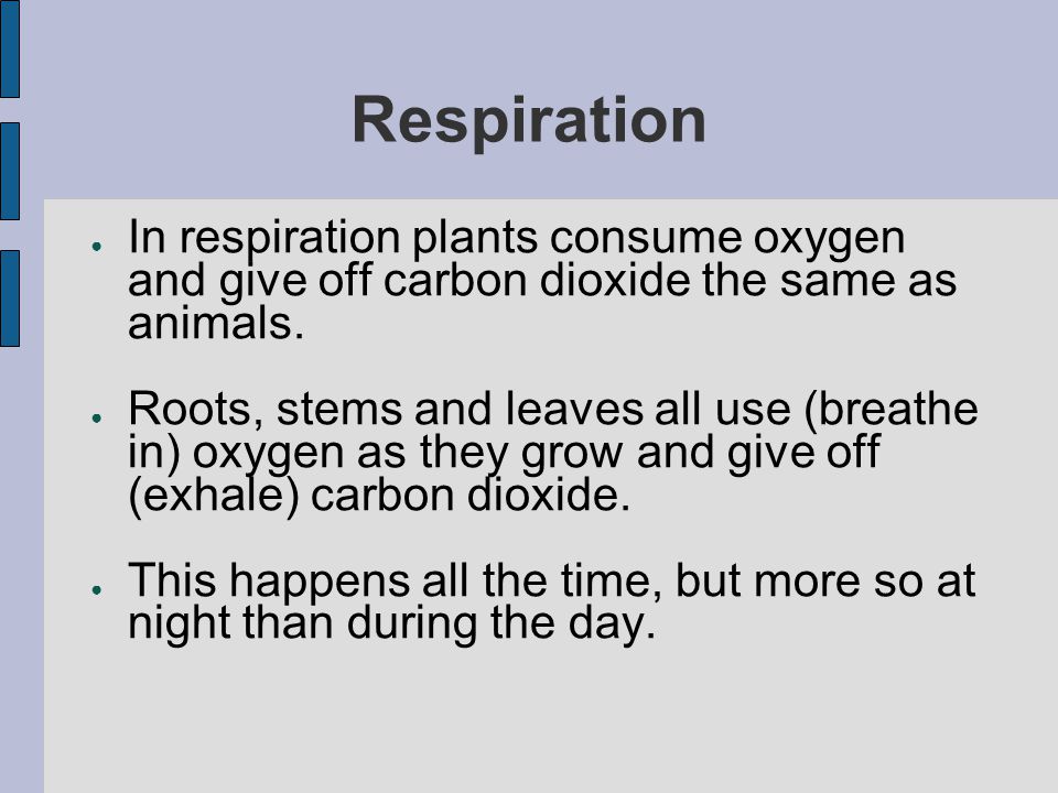 Respiration In respiration plants consume oxygen and give off carbon dioxide the same as animals.