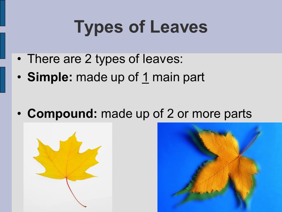 Types of Leaves There are 2 types of leaves: