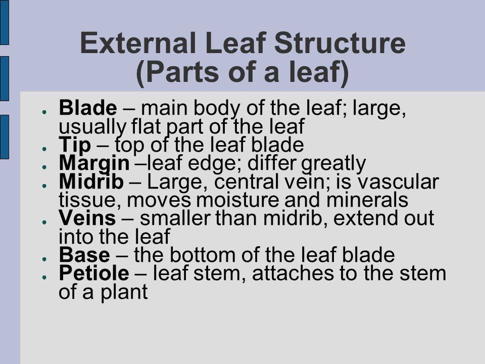 External Leaf Structure (Parts of a leaf)