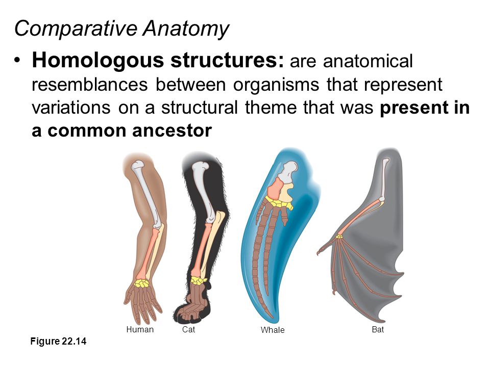 Com comparison. Comparative Anatomy. Anatomic evidence. Homologous structure. History of Comparative Dental Anatomy.