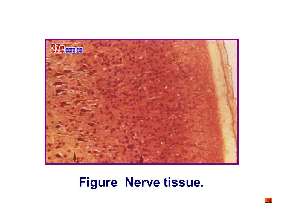Figure Nerve tissue.