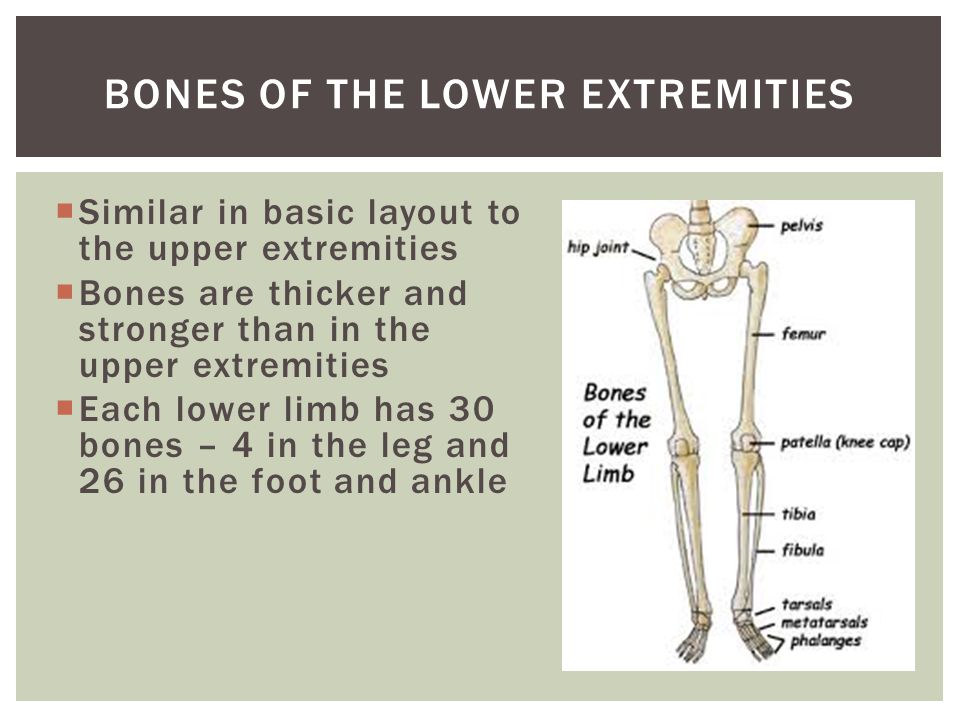Bones of the Lower Extremities.