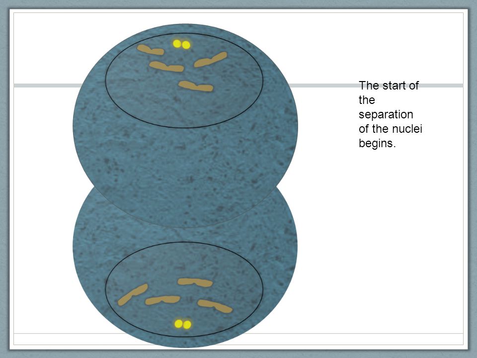The start of the separation of the nuclei begins.