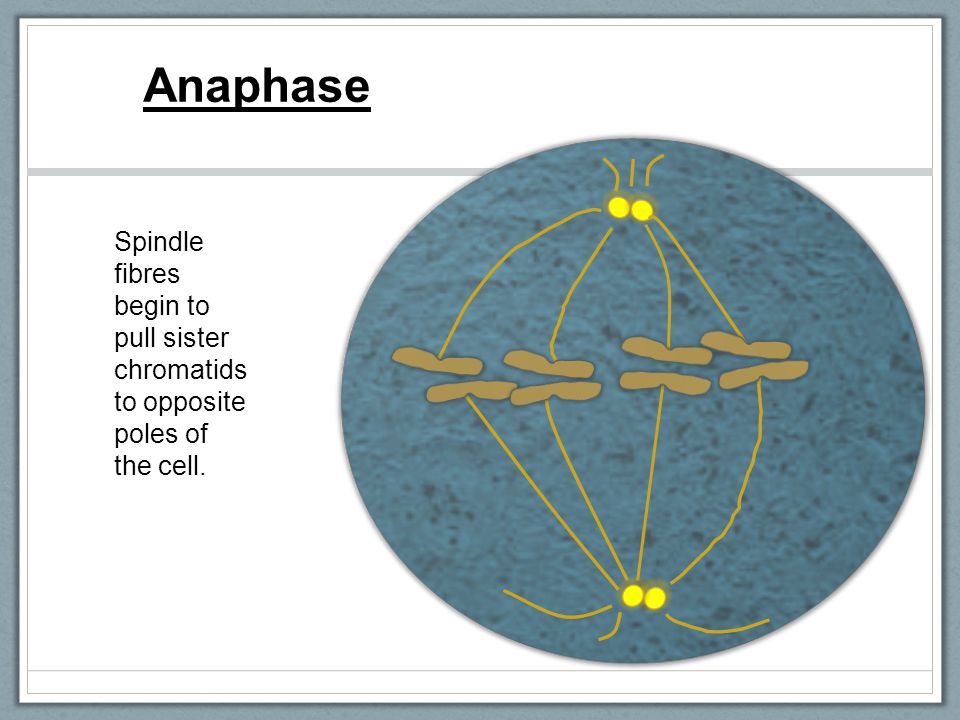 Anaphase Spindle fibres begin to pull sister chromatids to opposite poles of the cell.