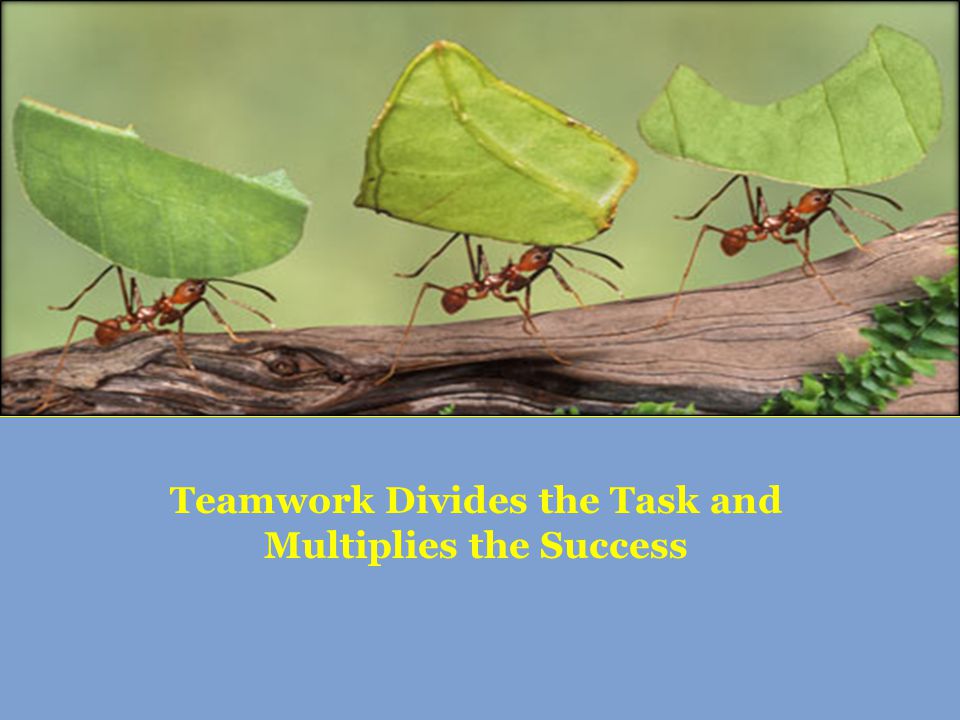 Teamwork Divides the Task and Multiplies the Success