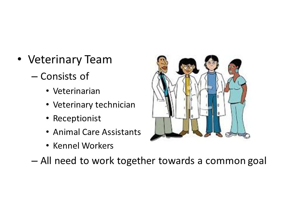 Veterinary Team Consists of