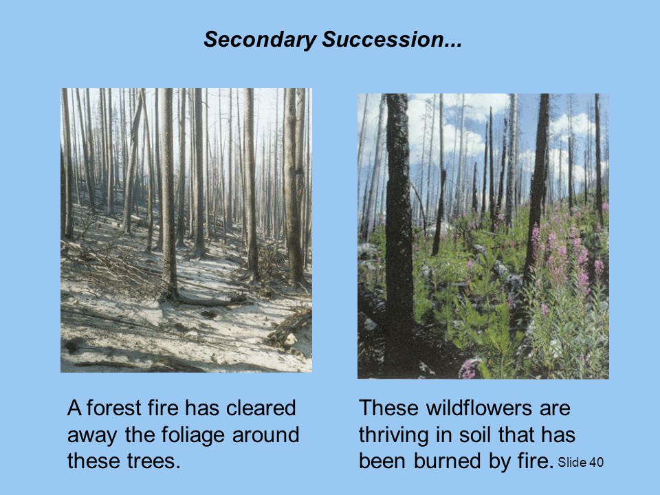 Secondary Succession... A forest fire has cleared away the foliage around these trees.