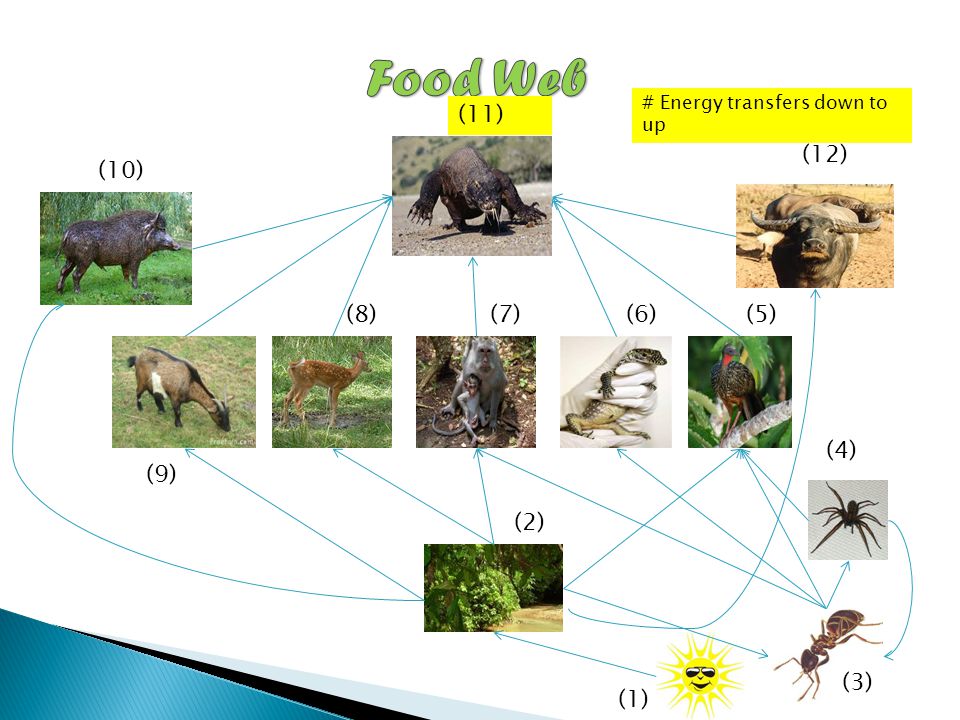 Komodo Dragon Food Chain Diagram Biology Diagrams