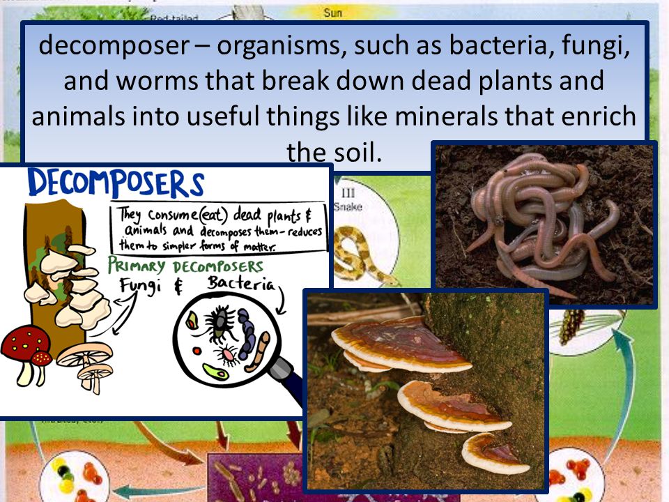 decomposer – organisms, such as bacteria, fungi, and worms that break down dead plants and animals into useful things like minerals that enrich the soil.